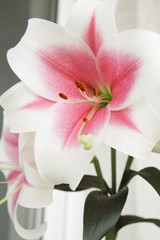 Fototapeta na wymiar Pink and white lily flowers