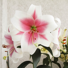 Pink and white lily flowers
