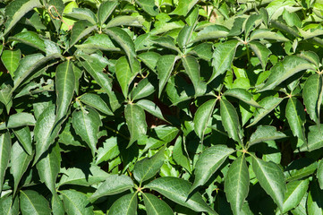 Virginia creeper grows thic on a brick wall.