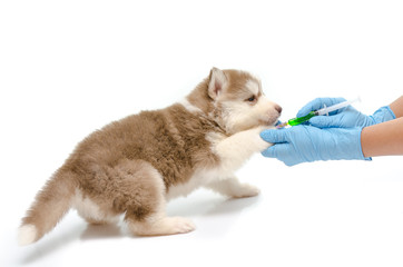 Veterinary  hand is giving vaccine to puppy