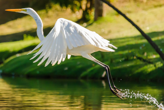 White Egret taking off on a Lake
