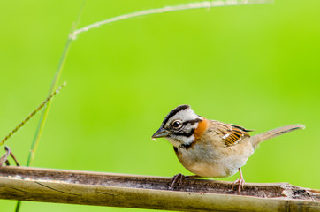 Tico Tico Zonotrichia capensis Little brazilian bird