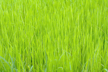 Obraz premium Rice background in the field.