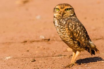 Brown Owl on the desert searching for food