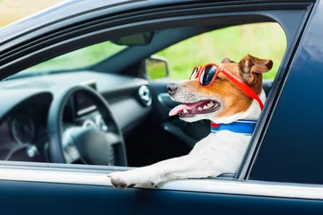 Light filtering roller blinds Crazy dog dog car  steering wheel
