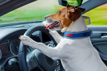 dog car  steering wheel