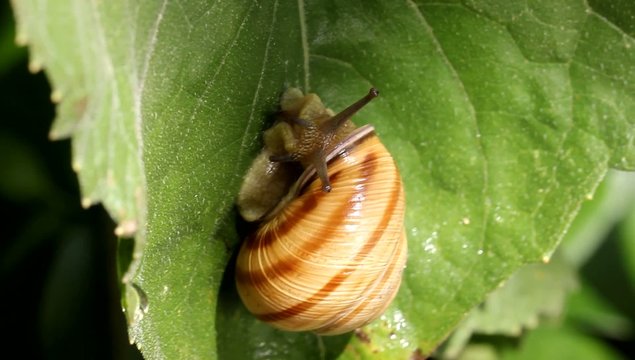Snail walking on the leaf