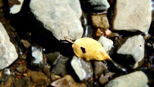 Automne