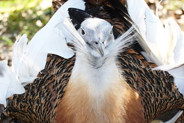 uccello sula bassana helgoland mare del nord