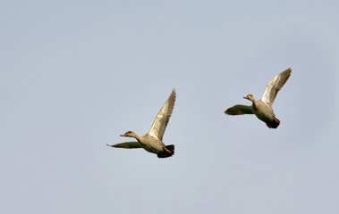 Spot Billed Duck (Anas Poecilorhyncha)