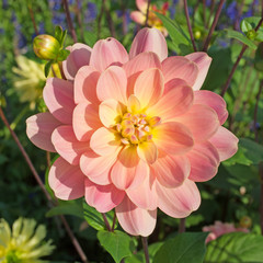 Dahlie