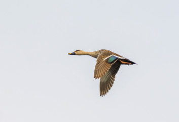 Spot Billed Duck (Anas Poecilorhyncha)