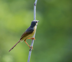Ashy Prinia(Prinia Socialis)