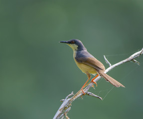 Ashy Prinia(Prinia Socialis)