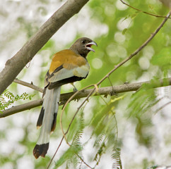 Indian Treepie (Dendrocitta Vagabunda)
