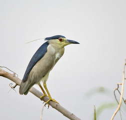 Black Crowned Night Heron (Nycticorax Nycticorax)