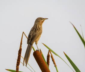Striated Babbler (Turdoides Earlei)