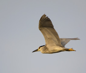 Black Crowned Night Heron (Nycticorax Nycticorax)