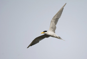 River Tern (Sterna Aurantia)