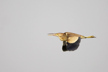 Yellow Bittern (Ixobrychus Sinensis)