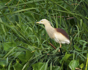 Pond Heron (Ardeola Grayii)