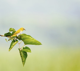 Oriental White Eye (Zosterops Palpebrosus)