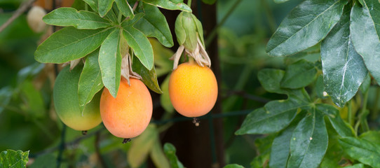 Fruit de la passion