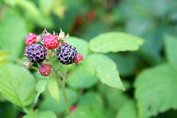 Fresh Black Cap Raspberry Fruit Growing on the Bush
