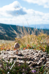 Pilz im Kuhfladen