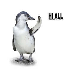 Funny penguin showing space for your text or picture.