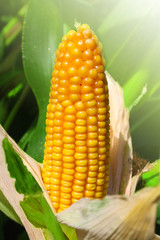 Corn field