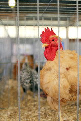 Rooster in Cage at County Fair © Christin Lola