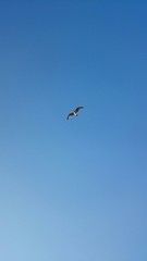 Gaviota volando