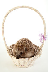 hedgehog in a bascket frontal view