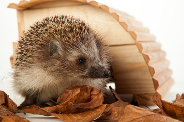 Hedgehog in front of his pet house close-up