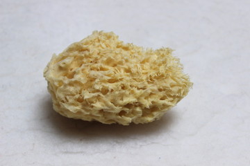 Naturschwamm