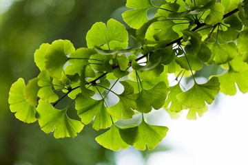 Close-up on Ginkgo Biloba tree