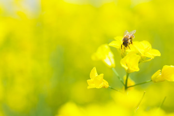 ミツバチとナノハナ