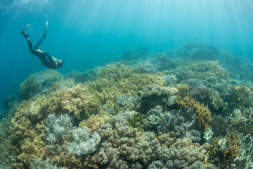 Fototapeta na wymiar Diver and Shallow Reef