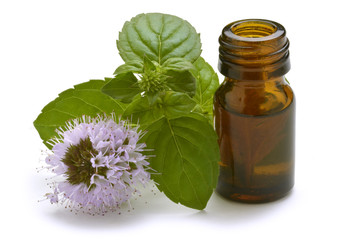 Mentha Menta Mint Minzen Menthe Mięta Мята Nane נענע © Comugnero Silvana