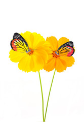 butterfly on yellow&Orange flower