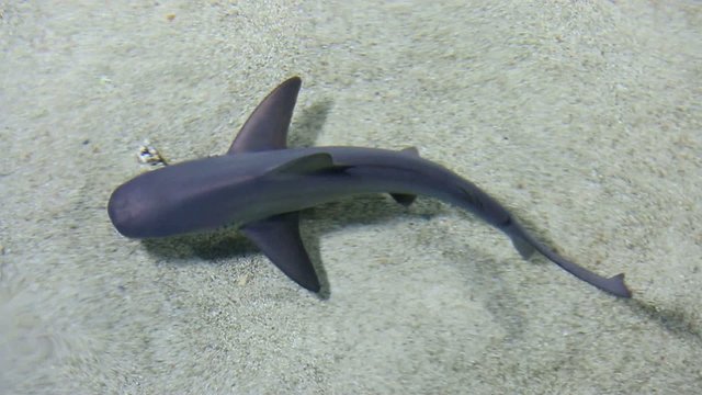 requin gris