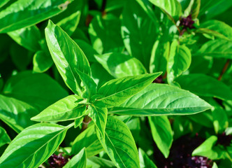 green  thai basil in garden