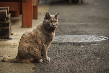 Japanese Street Cat in Nagasaki
