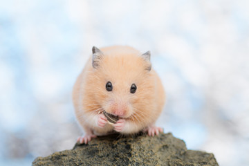 ひまわりの種を食べるハムスター