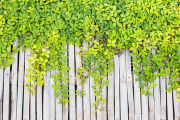 Plants on bamboo background