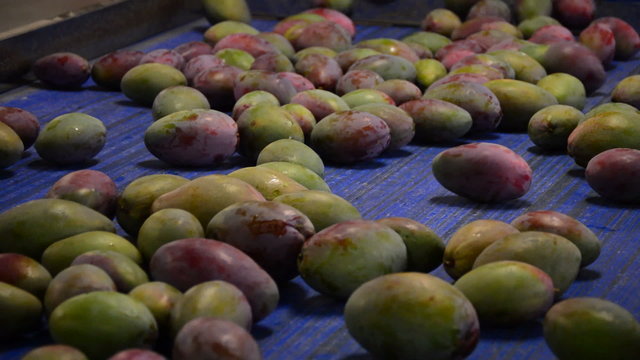 Mangoes fruit industrial packaging chain