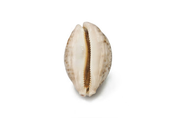 Tiger Cowry on white background