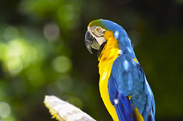 ルリコンゴウインコ