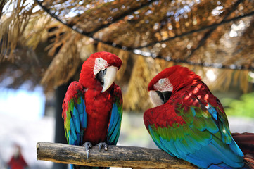 アカコンゴウインコ